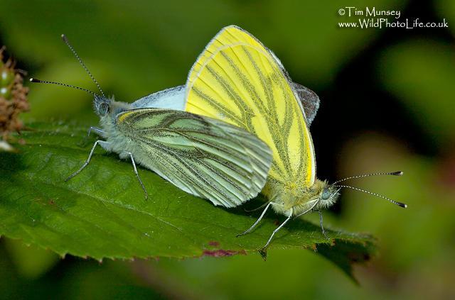 Cabbage White Butterfly.jpg